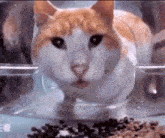 Cat Silly Cat GIF - Cat Silly Cat GIFs