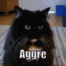 Cat Millie GIF - Cat Millie Agree GIFs