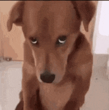 a brown dog is sitting on the floor and looking at the camera with a sad look on its face .