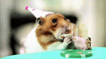 Cake! GIF - Hamster Cake Birthday GIFs