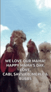 a group of chickens standing next to each other with a quote that says we love our mama