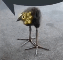 a bird with a speech bubble behind it 's head