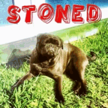 Stoned Pug GIF - Stoned Pug Taco GIFs