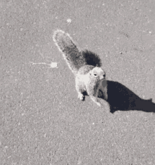 Squirrel Begging GIF - Squirrel Begging Funny Squirrel GIFs