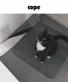 Cope Cope Cat GIF - Cope Cope Cat Cat Cope GIFs
