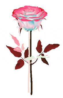 a pink and blue rose with leaves on a stem