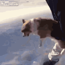Dog Sky GIF - Dog Sky Flying GIFs