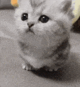 a close up of a small kitten sitting on a couch looking at the camera .