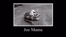 Joe Mama Where Update GIF - Joe Mama Where Update Lc GIFs