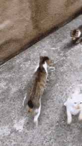 a cat is walking on a sidewalk next to another cat .