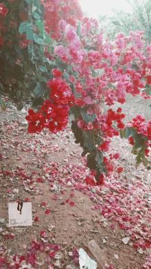 Nature Images GIF - Nature Images GIFs