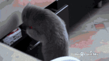 Gato Pillado Gato Cazado GIF - Gato Pillado Gato Cazado Pillado GIFs