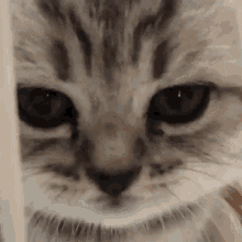 a close up of a kitten 's face looking through a wooden fence .