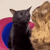 a black cat is standing next to a brown cat .