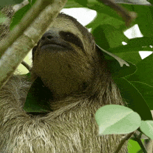 Looking At You Sloth GIF - Looking At You Sloth Robert E Fuller GIFs