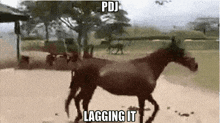 a horse is running in a field with the words `` pdj lagging it '' written on it .