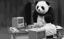 Panda Angry GIF - Panda Angry Office GIFs