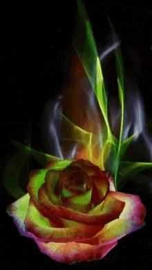 Rose Colors GIF - Rose Colors Flower GIFs