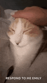 Panko Cat GIF - Panko Cat Pankocat GIFs