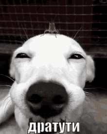 дратути привет собака улыбка GIF - Dratuti Hi Hello GIFs