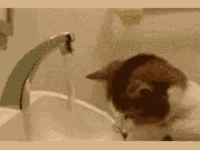 Cat Play GIF - Cat Play Water GIFs