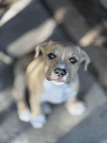 a brown and white puppy looking up at the camera with a blurred background
