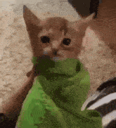 a person is holding a cat wrapped in a green blanket .