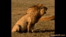 Haha Animal GIF - Haha Animal Lion GIFs