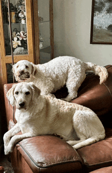 Funny Dogs GIF - Funny Dogs GIFs
