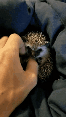 baby hedgehogs are adorable
