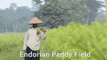 vietnam farmer