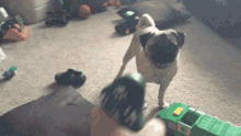 Pugs Squeaky GIF - Pugs Squeaky Toy GIFs