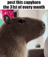 a close up of a capybara 's face with the caption post this capybara the 31st of every month