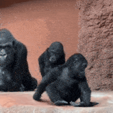 a group of gorillas are playing with each other on the ground