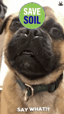 Save Soil Dog GIF - Save Soil Dog Save Soil Dog GIFs