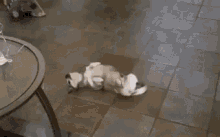 Puppies Wiggle GIF - Puppies Wiggle Floor GIFs