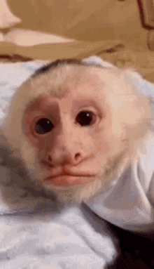 Monkey Confused GIF - Monkey Confused GIFs