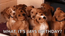 Confused Dogs GIF - Confused Dogs Cute GIFs