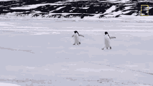 Waddling Penguins Continent7 GIF