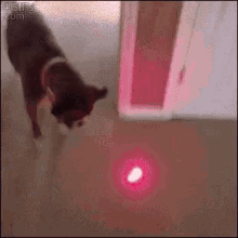 Laser Dog GIF - Laser Dog GIFs