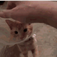 Cat Cone Of Shame GIF - Cat Cone Of Shame Pet GIFs