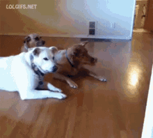 7 GIF - Roomba Dogs They See Me Rollin GIFs