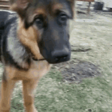 Dog Confused GIF - Dog Confused What GIFs