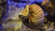 Nautilus Chambered Nautilus GIF - Nautilus Chambered Nautilus Sea Bed GIFs