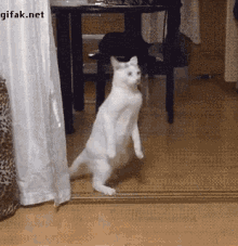 cat funny dance walking funny catwalk