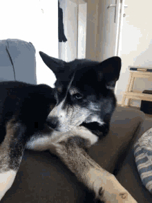 Laylahusky Dog GIF - Laylahusky Dog GIFs