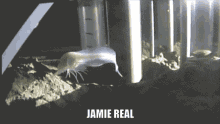 Jamie Real Jamie GIF - Jamie Real Jamie Kappa GIFs