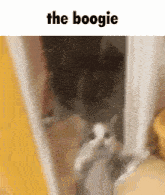 Boogie Cat GIF - Boogie Cat The Boogie GIFs