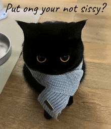 a black cat wearing a blue scarf with the words put ong your not sissy