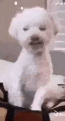 Dog Scream GIF - Dog Scream Stan Twitter GIFs